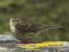 Meadow Pipit