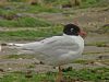 Mediterranean Gull