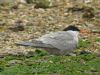 Common Tern