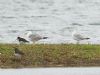 Yellow-legged Gull