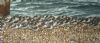 Sanderling