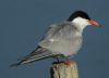 Common Tern