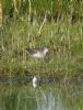 Wood Sandpiper