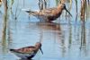 Curlew Sandpiper