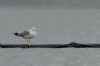 Yellow-legged Gull