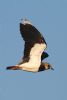 Lapwing