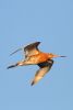 Black-tailed Godwit