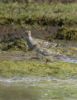 Pectoral Sandpiper