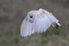 Barn Owl