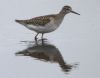 Wood Sandpiper