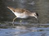 Wood Sandpiper