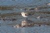 Sanderling