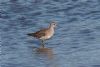 Wood Sandpiper