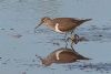 Common Sandpiper