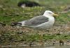 Yellow-legged Gull