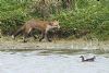 Moorhen