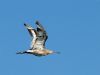 Black-tailed Godwit