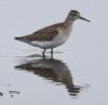 Wood Sandpiper