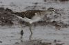 Wood Sandpiper