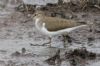 Common Sandpiper