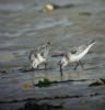 Sanderling