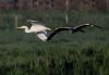 Great White Egret