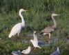 Great White Egret