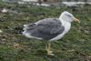 Yellow-legged Gull