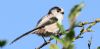 Long-tailed Tit