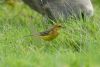 Yellow Wagtail