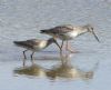 Spotted Redshank