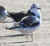 Little Gull