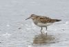 Pectoral Sandpiper