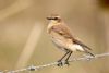 Wheatear