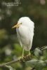 Little Egret