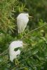 Little Egret