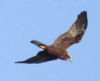 Marsh Harrier