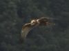 Marsh Harrier