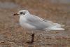 Mediterranean Gull