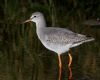 Spotted Redshank