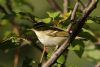 Yellow-browed Warbler