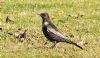 Ring Ouzel