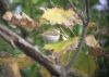 Yellow-browed Warbler