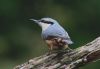 Nuthatch