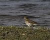 Water Pipit