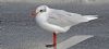 Mediterranean Gull