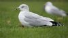 Ring-billed Gull