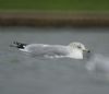 Ring-billed Gull