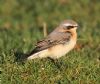 Wheatear