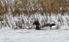 Light-bellied Brent Goose